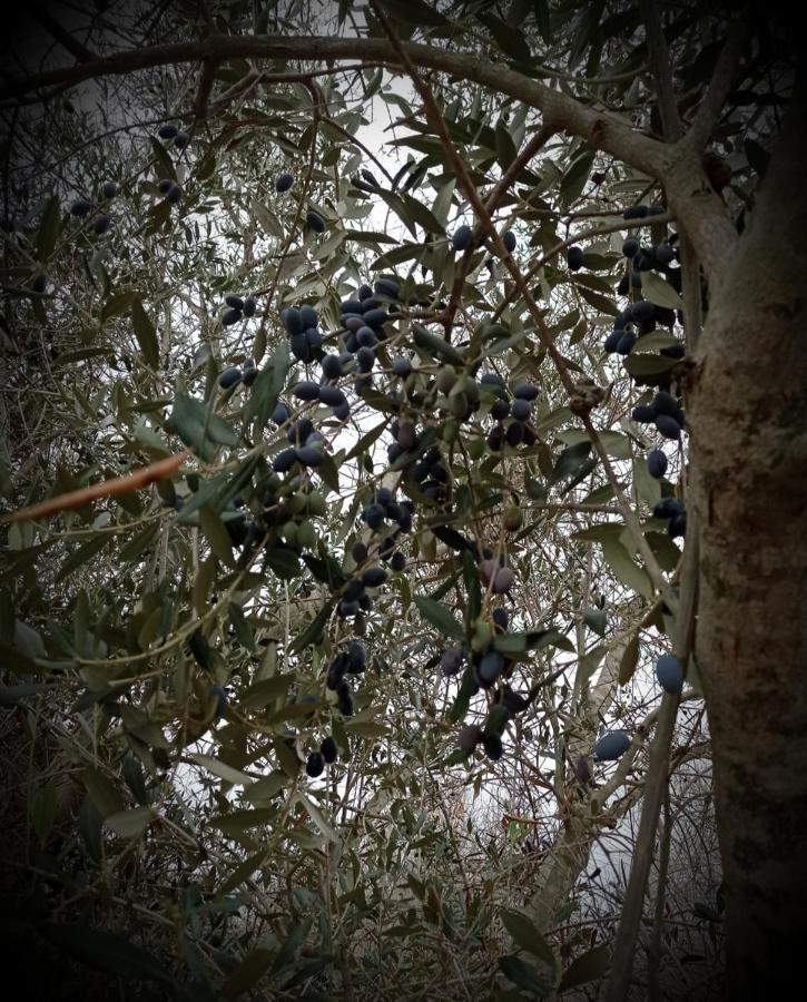 La Petraia Βίλα Magliano Εξωτερικό φωτογραφία