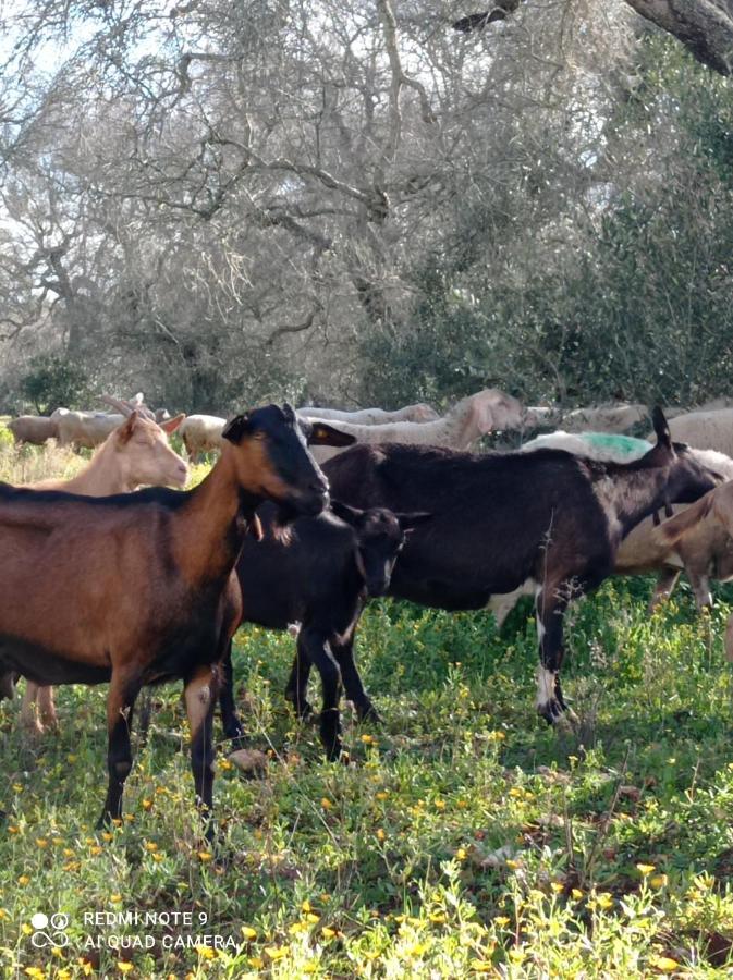 La Petraia Βίλα Magliano Εξωτερικό φωτογραφία