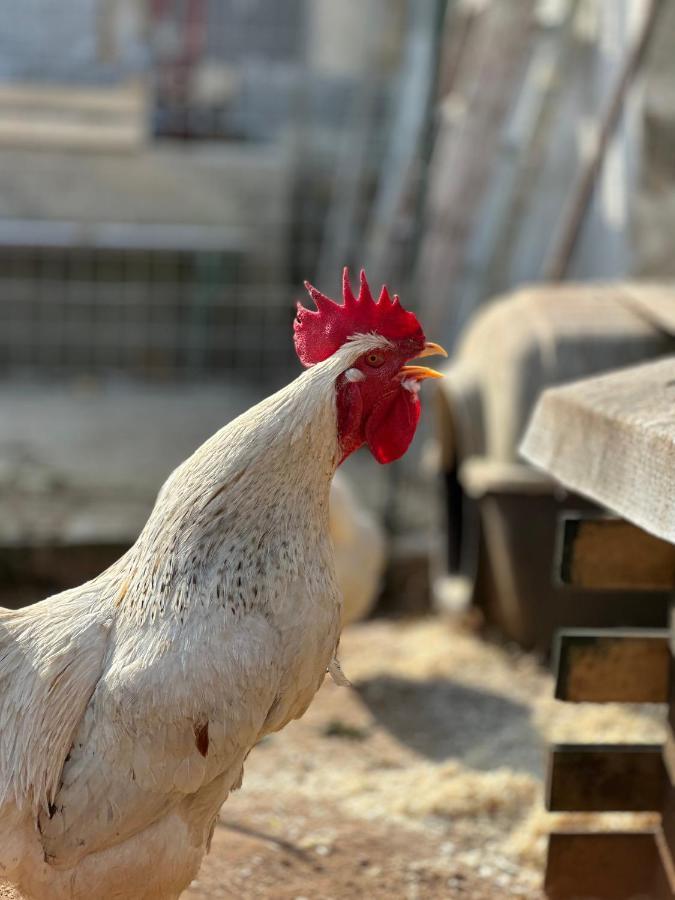 La Petraia Βίλα Magliano Εξωτερικό φωτογραφία